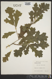 Quercus lyrata image