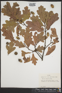 Quercus margaretta image