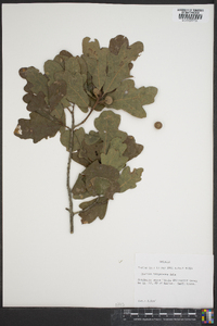 Quercus margaretta image