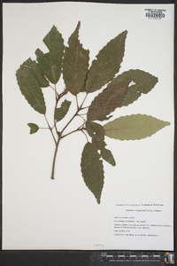 Quercus montana image