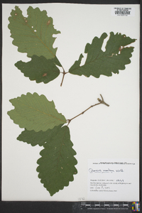 Quercus montana image