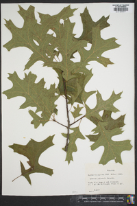 Quercus palustris image