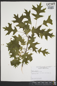 Quercus palustris image