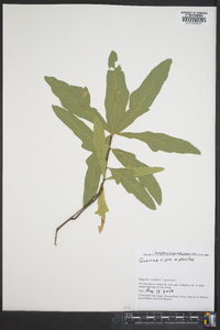 Quercus phellos image