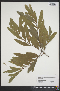 Quercus phellos image
