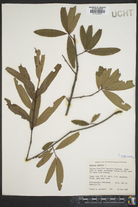 Quercus phellos image