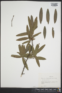 Quercus phellos image