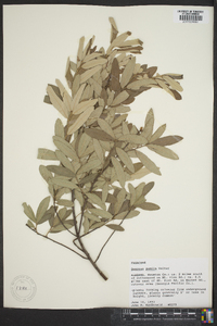 Quercus pumila image