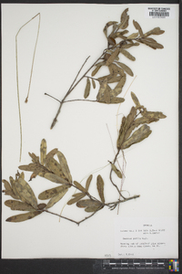 Quercus pumila image