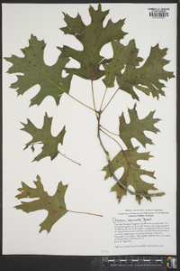 Quercus shumardii image