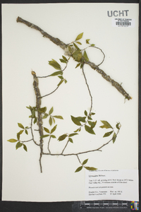 Ulmus alata image