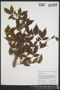 Ulmus alata image