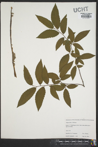 Ulmus alata image