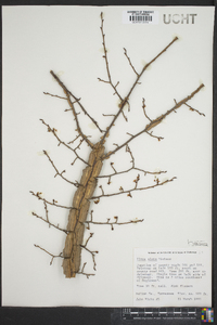 Ulmus alata image