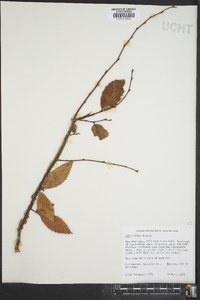 Ulmus alata image