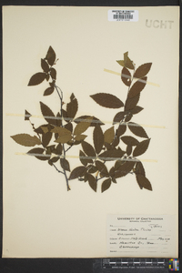 Ulmus alata image