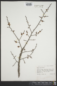 Ulmus alata image