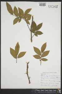 Ulmus alata image