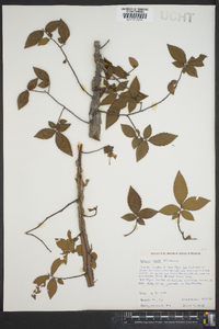 Ulmus alata image