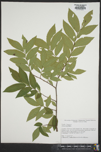 Ulmus alata image