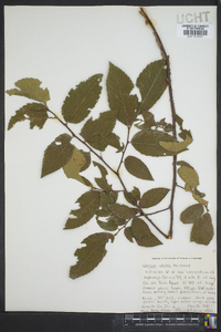 Ulmus alata image