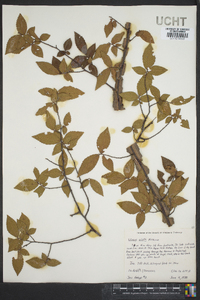 Ulmus alata image