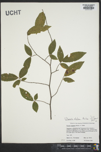 Ulmus alata image