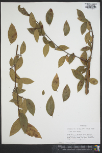 Ulmus alata image