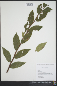 Ulmus alata image