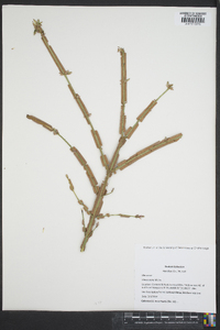 Ulmus alata image