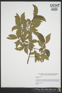 Ulmus alata image