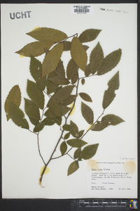 Ulmus alata image