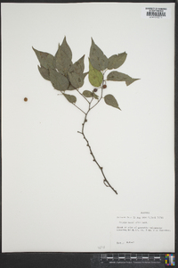 Celtis tenuifolia image