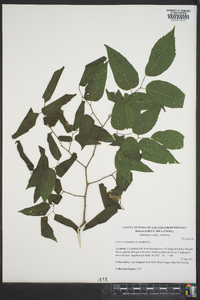 Celtis tenuifolia image