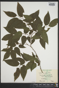 Celtis laevigata image