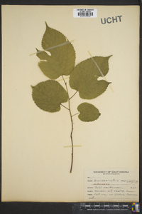 Broussonetia papyrifera image