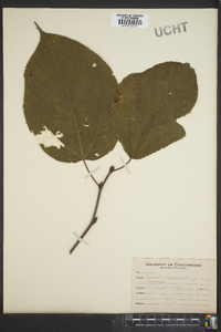 Broussonetia papyrifera image