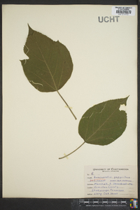 Broussonetia papyrifera image