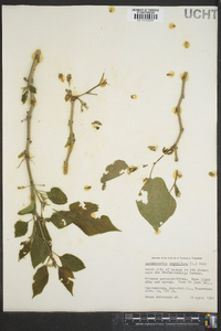 Broussonetia papyrifera image