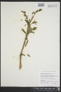 Broussonetia papyrifera image