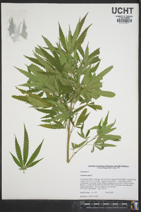 Cannabis sativa image