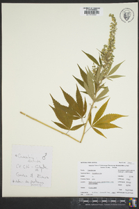 Cannabis sativa image