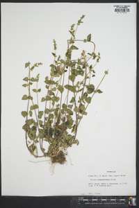 Urtica chamaedryoides image