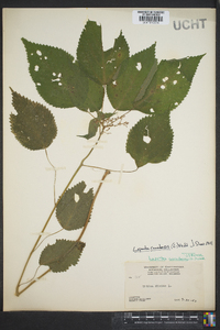 Laportea canadensis image