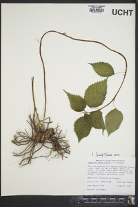 Laportea canadensis image