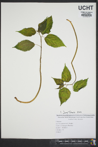 Laportea canadensis image