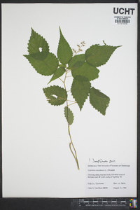 Laportea canadensis image