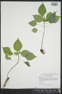 Pilea pumila image