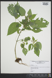 Pilea pumila image