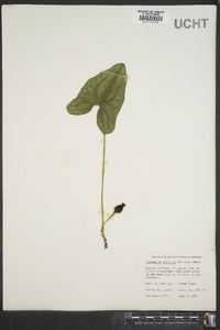 Hexastylis arifolia image